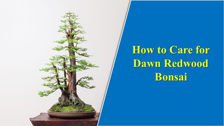 How to Care for Dawn Redwood Bonsai: Convert a Giant into Miniature.