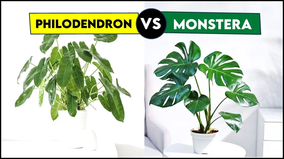 Philodendron vs Monstera