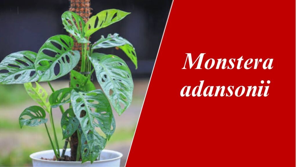 Monstera adansonii