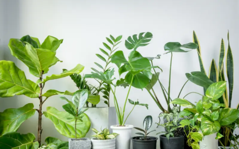 15 Types of Houseplants with Big Leaves | Coast of Maine Organic Products