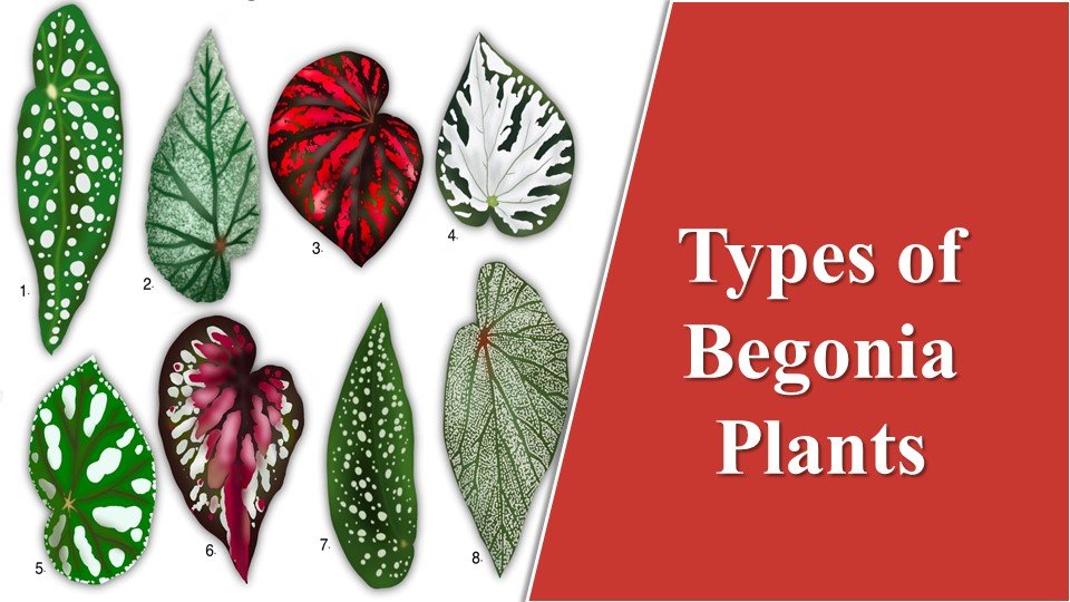 Types of Begonia Plants