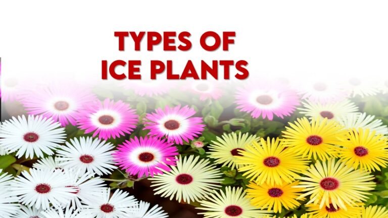 15 Types of Ice Plants to Transform Your Garden into a Vibrant Oasis