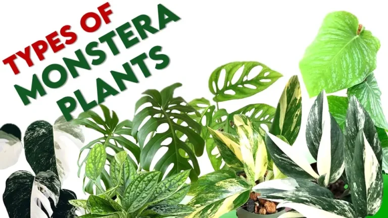 Top 15 Types of Monstera Plants You Should Know About.