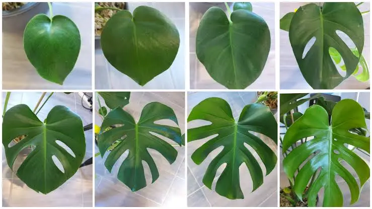 Development of Fenestrations in Monstera Leaves | Reddit