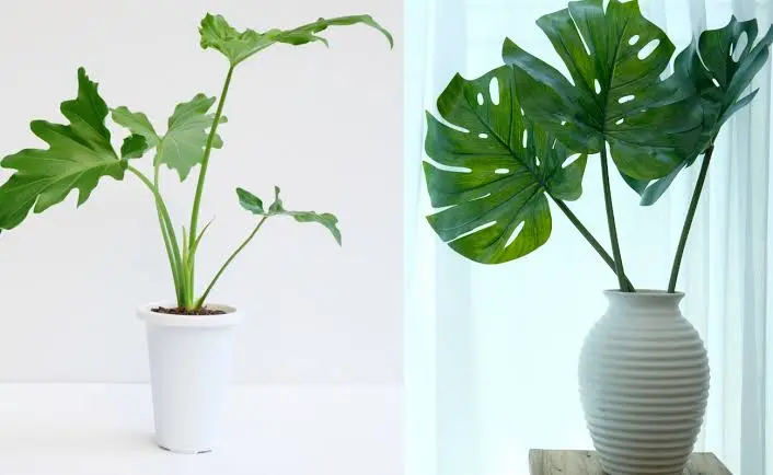 Philodendron vs Monstera | Just Houseplants