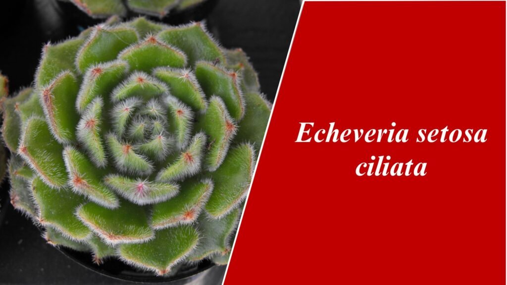 Echeveria setosa