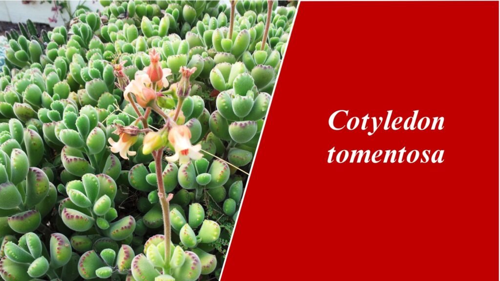 Cotyledon tomentosa