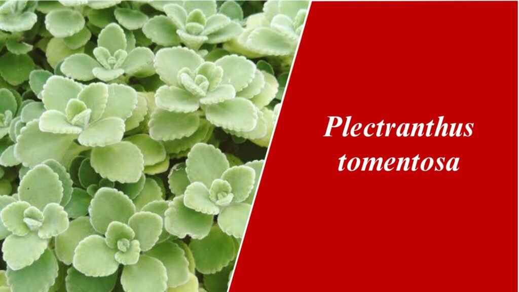 Plectranthus tomentosa