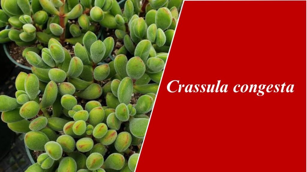 Crassula congesta