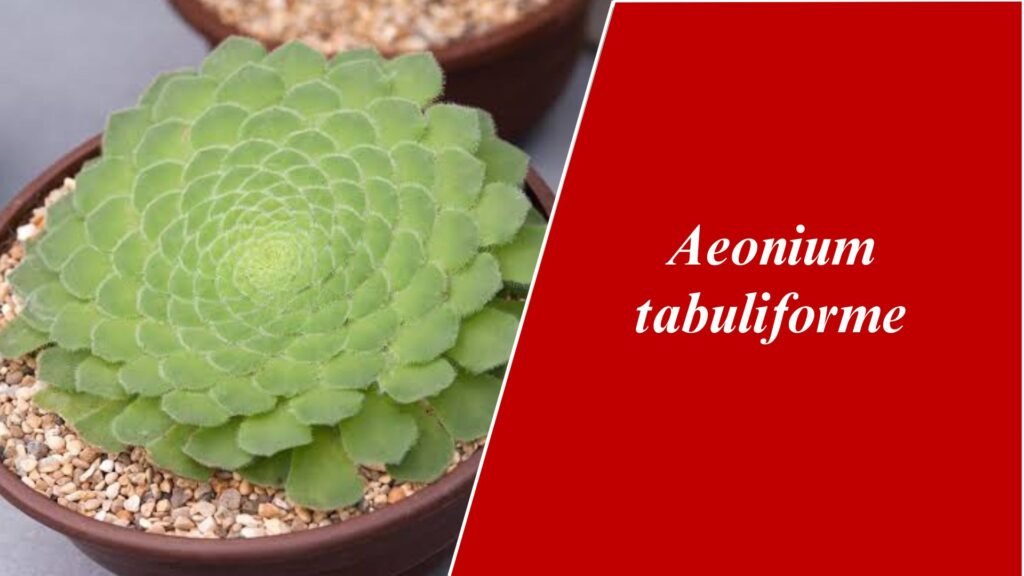 Aeonium tabuliforme 