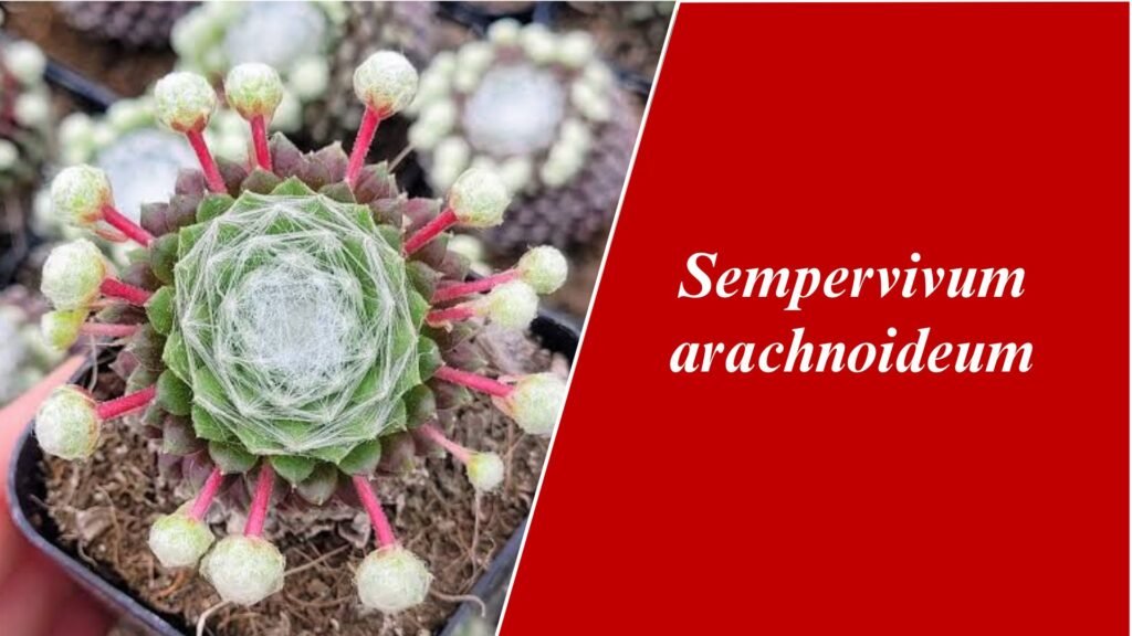 Sempervivum arachnoideum