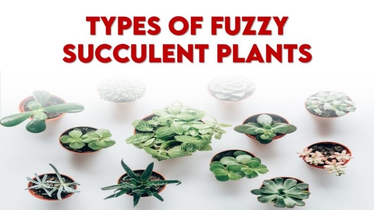 Best 20 Types of Fuzzy Succulent Plants