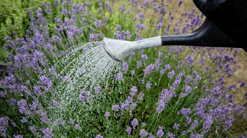 lavender plant indoor care