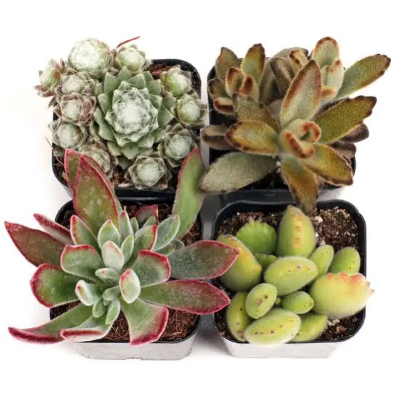 Types of Fuzzy Succulent Plants | Credit- Mountain Crest Gardens