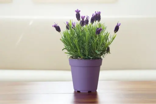 lavender plant indoor care